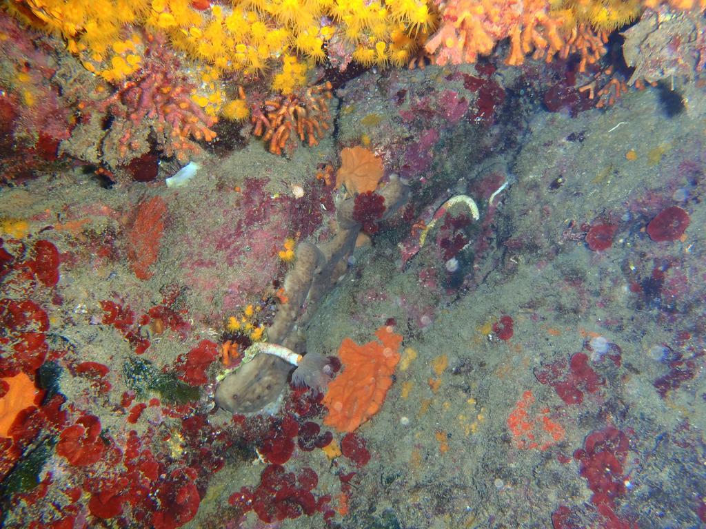 Le Casette Sul Mare Capo Vaticano Exteriér fotografie