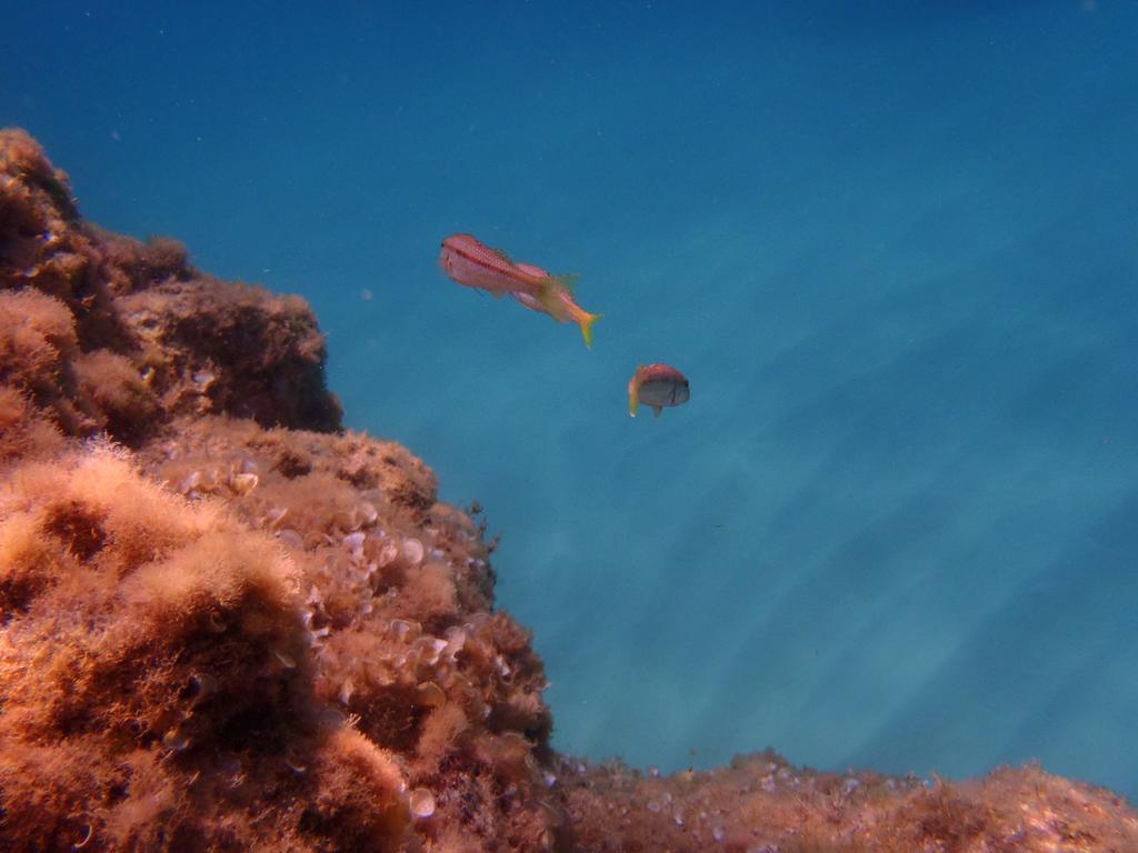 Le Casette Sul Mare Capo Vaticano Exteriér fotografie
